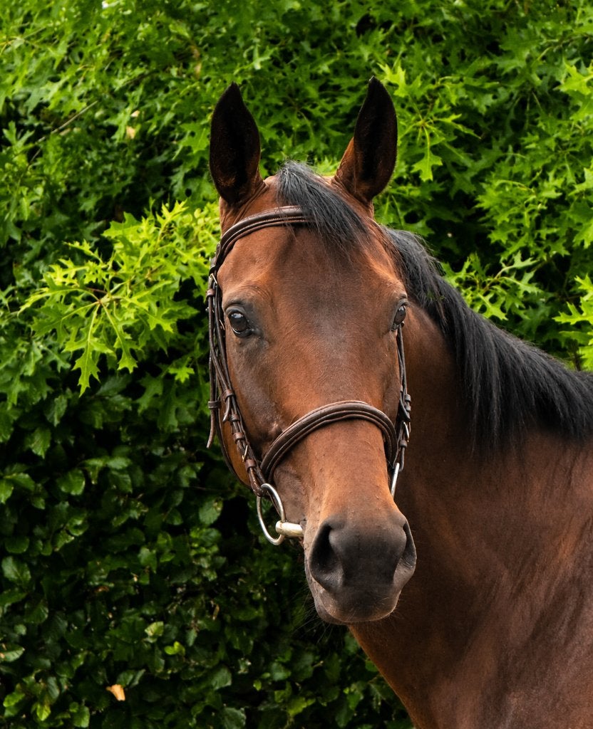 Heel lief recreatie/wandelpaard, Dieren en Toebehoren, Paarden, Ruin, 3 tot 6 jaar, 160 tot 165 cm, Recreatiepaard