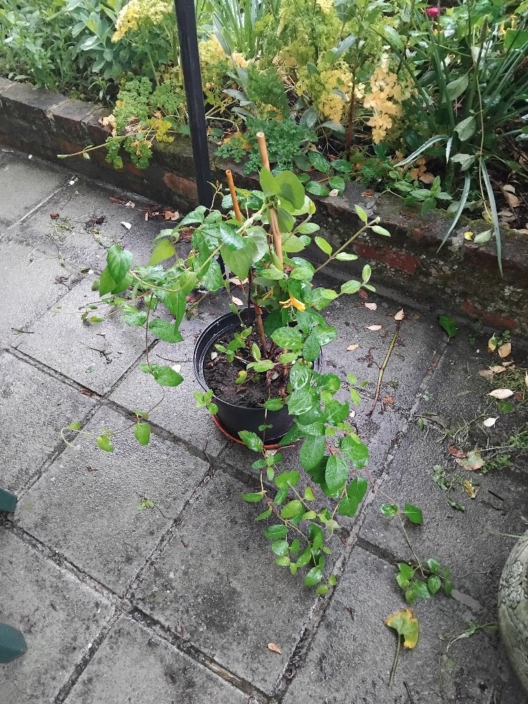 pot de chèvrefeuille, Jardin & Terrasse, Plantes | Jardin, Enlèvement