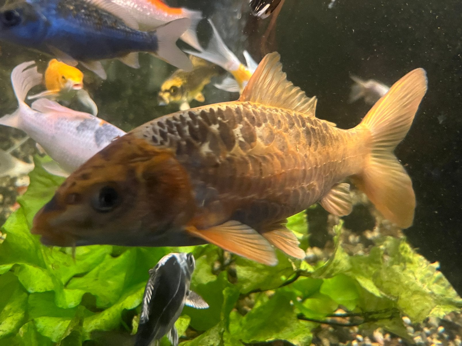 Oshiba sigure, Dieren en Toebehoren, Vissen | Vijvervissen