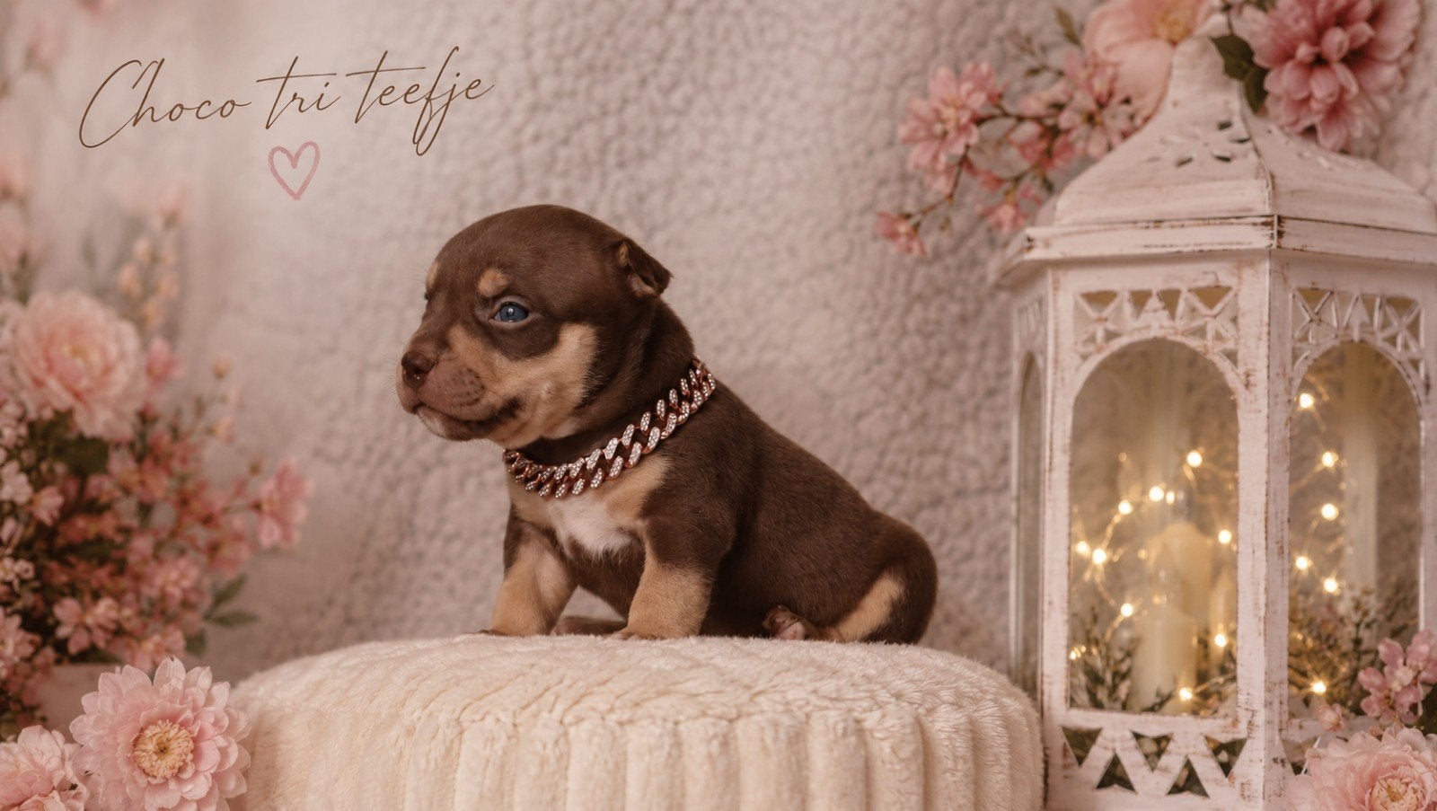 Prachtige American bully pups, Maladie de Carré (chiens), Plusieurs, Belgique, Plusieurs animaux