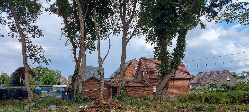 Vellen van eiken  in ruil voor hout, Tuin en Terras, Brandhout, 6 m³ of meer, Ophalen, Eikenhout