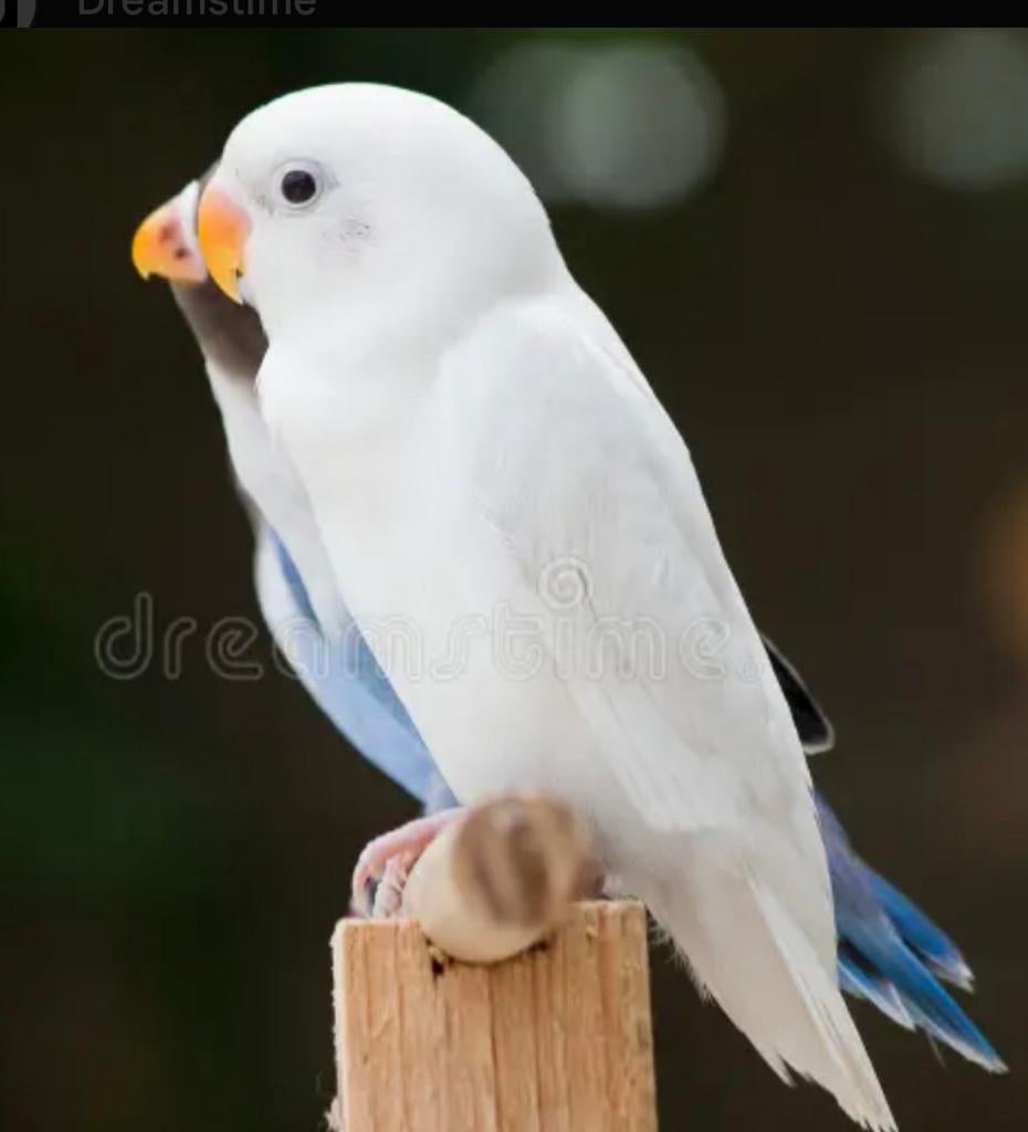 Witte dwergpapegaai gezocht, Dieren en Toebehoren, Vogels | Parkieten en Papegaaien