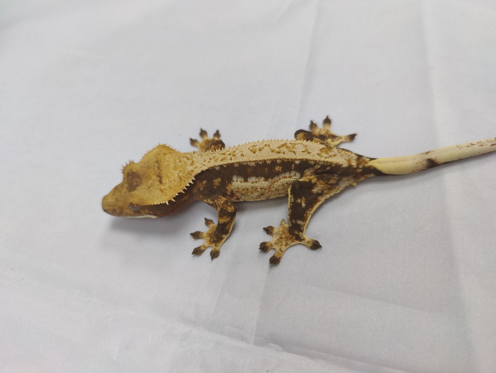 wimpergekko pinstripe vrouw, Dieren en Toebehoren