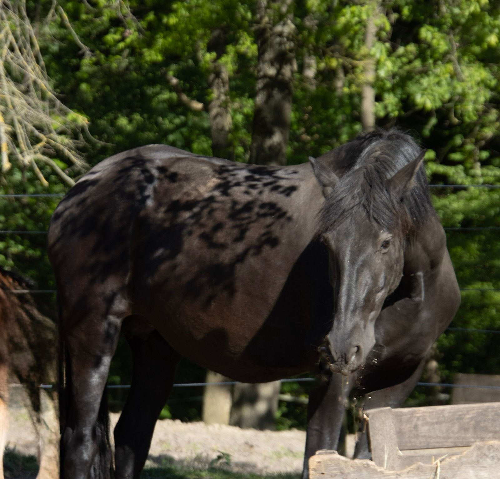 Jument PRE noire, Animaux & Accessoires, Chevaux, Jument