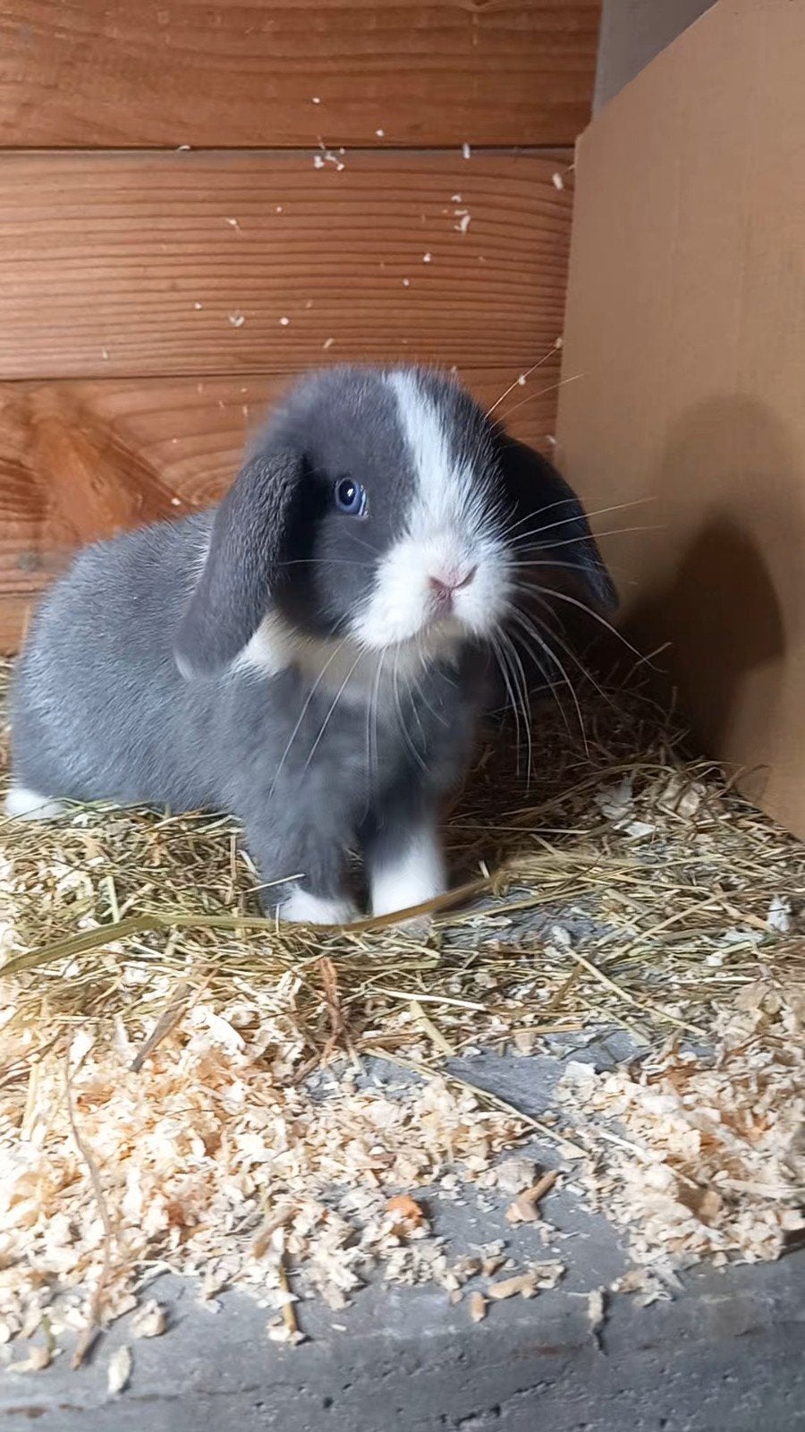 Prachtig raszuivere minilopjes, Dieren en Toebehoren, Konijnen, Meerdere dieren, Klein, Hangoor, 0 tot 2 jaar