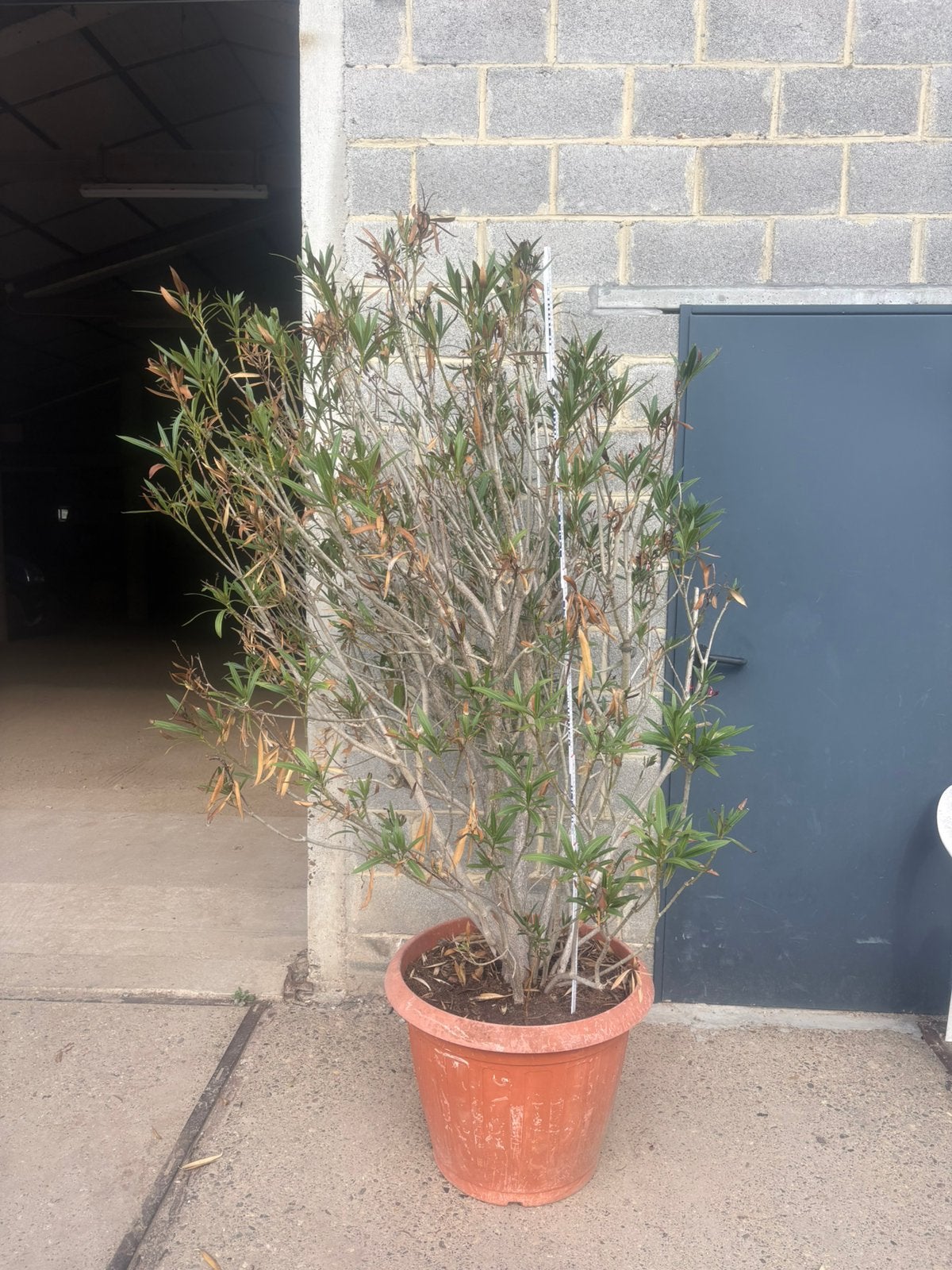 Oleander kleur rood 160cm groot, Enlèvement