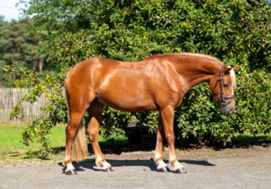 Prachtige C- pony, Animaux & Accessoires, Poney C (1.27 m à 1.37m), Avec pedigree, Poney de saut, Jument