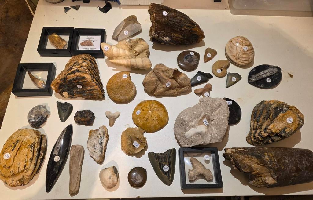 Groot lot fossielen ,haaientanden, mammoet kies,megalodon,.., Ophalen of Verzenden, Fossiel