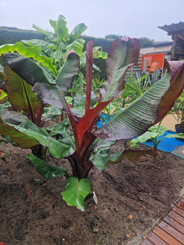 Ensete maurelli, Autres espèces, Ne fleurit pas, Plein soleil, Enlèvement