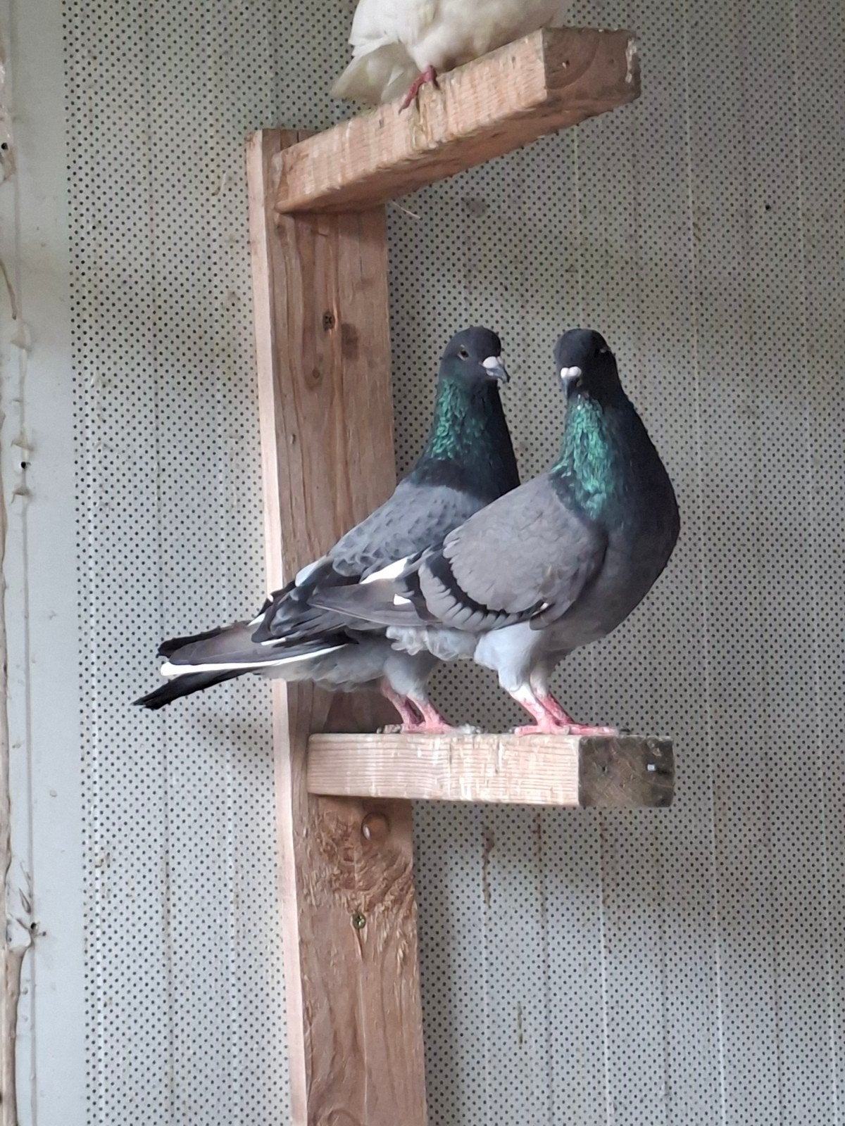 Koppel reisduiven 5€ koppel, Dieren en Toebehoren