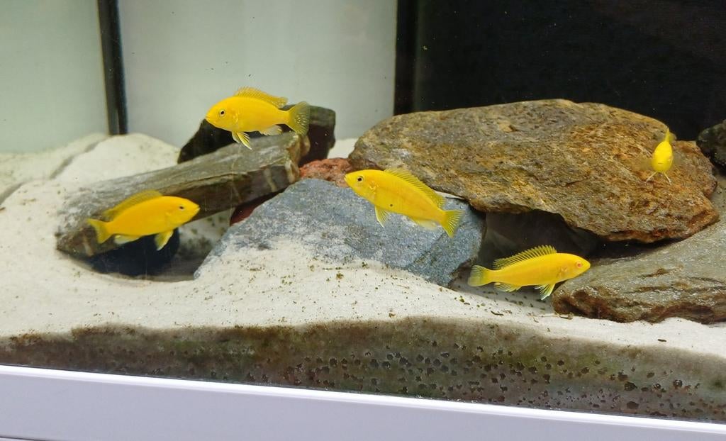 Labidochromis Caeruleus - Malawi cichlide