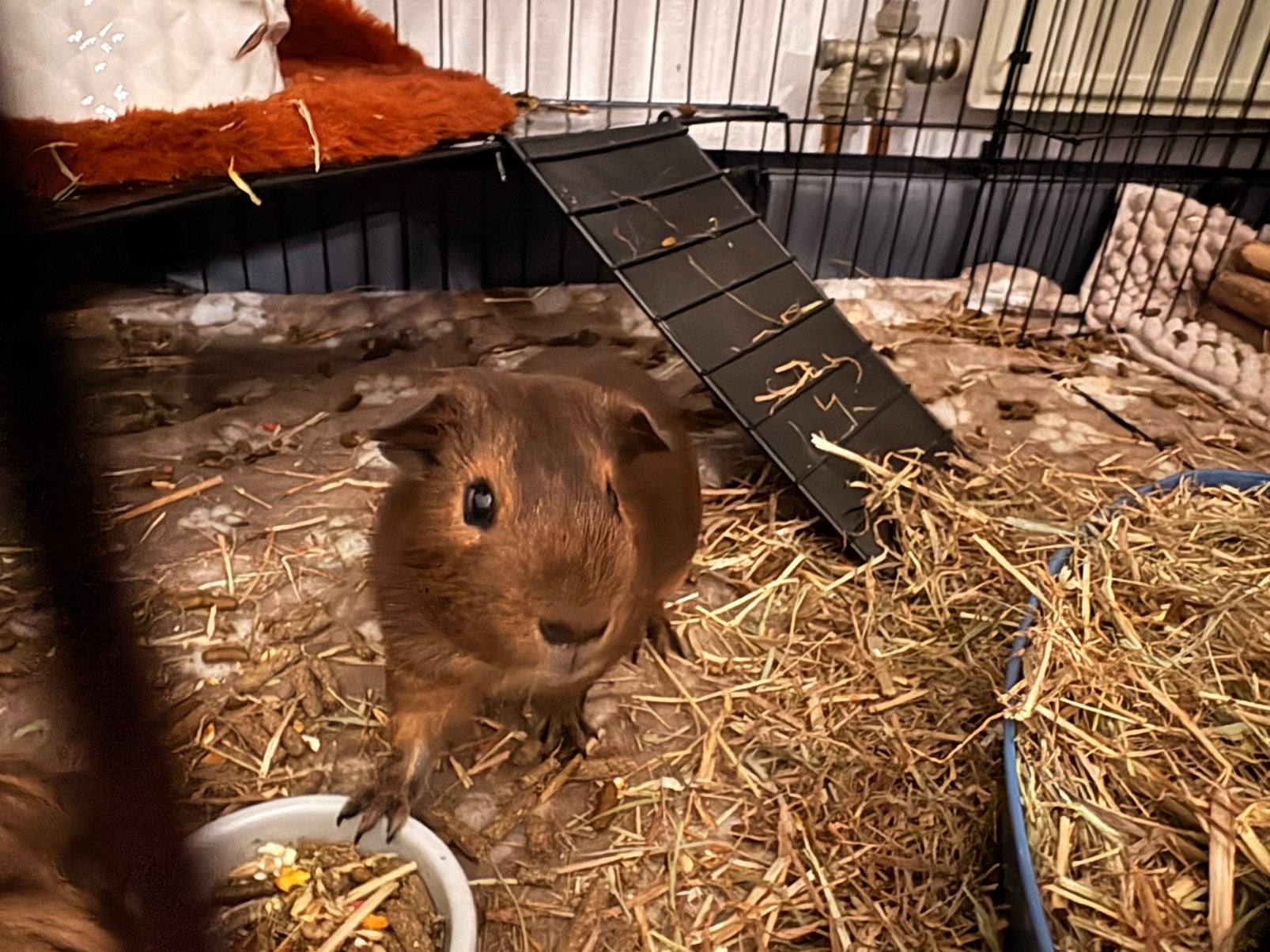 2 jonge cavias te koop + kooi en voedsel, Dieren en Toebehoren, Juli, Cavia, Tam