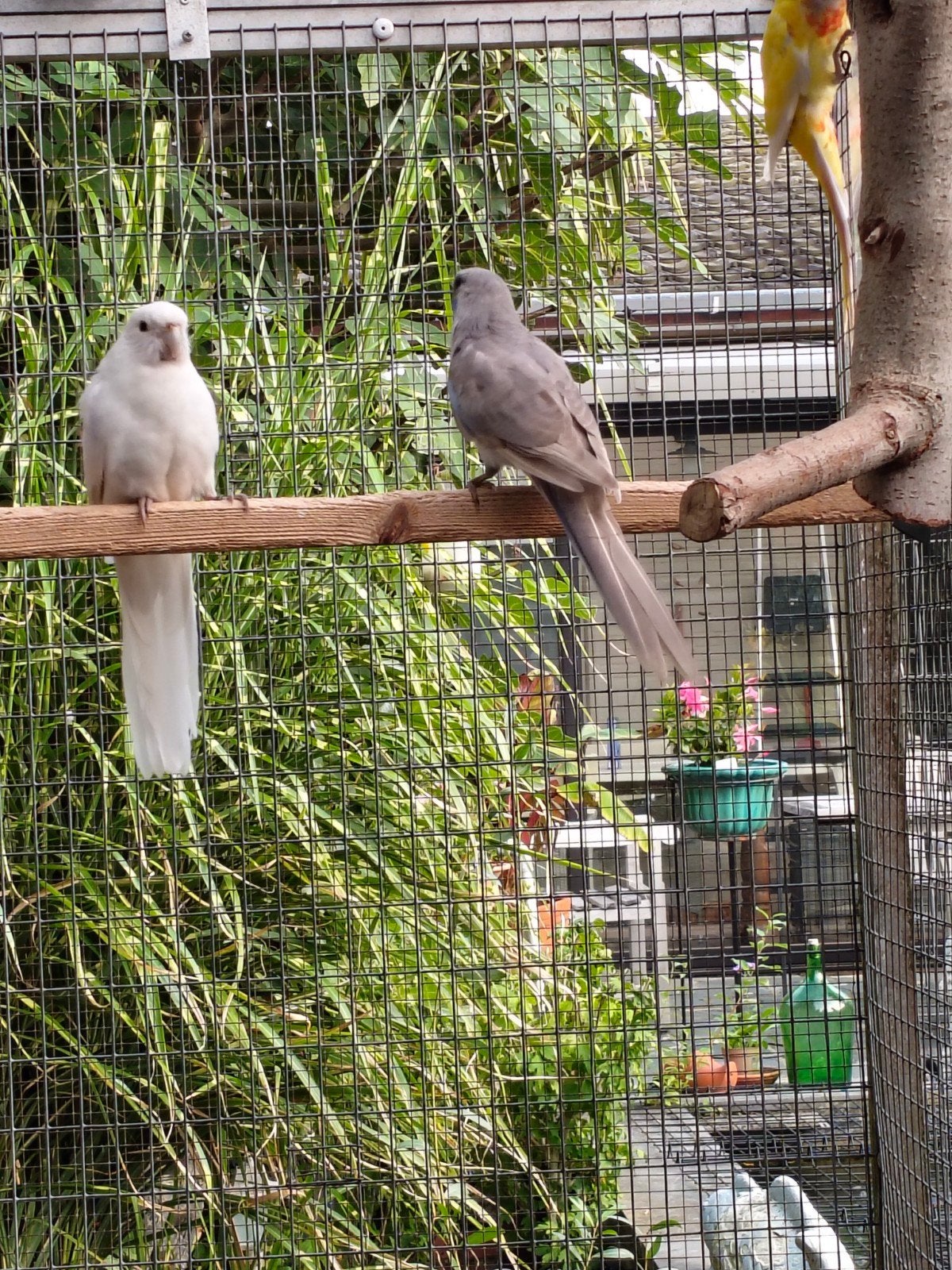 mutatie pennant, Dieren en Toebehoren, Parkiet