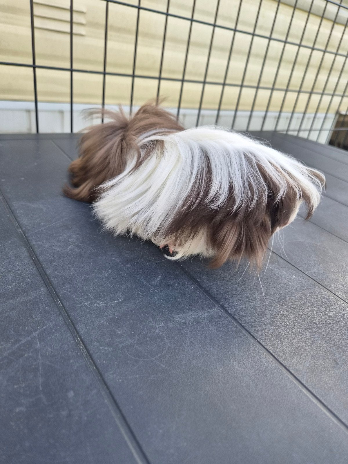 Peruvian koppel, Dieren en Toebehoren, Knaagdieren, Februari, Meerdere dieren, Cavia