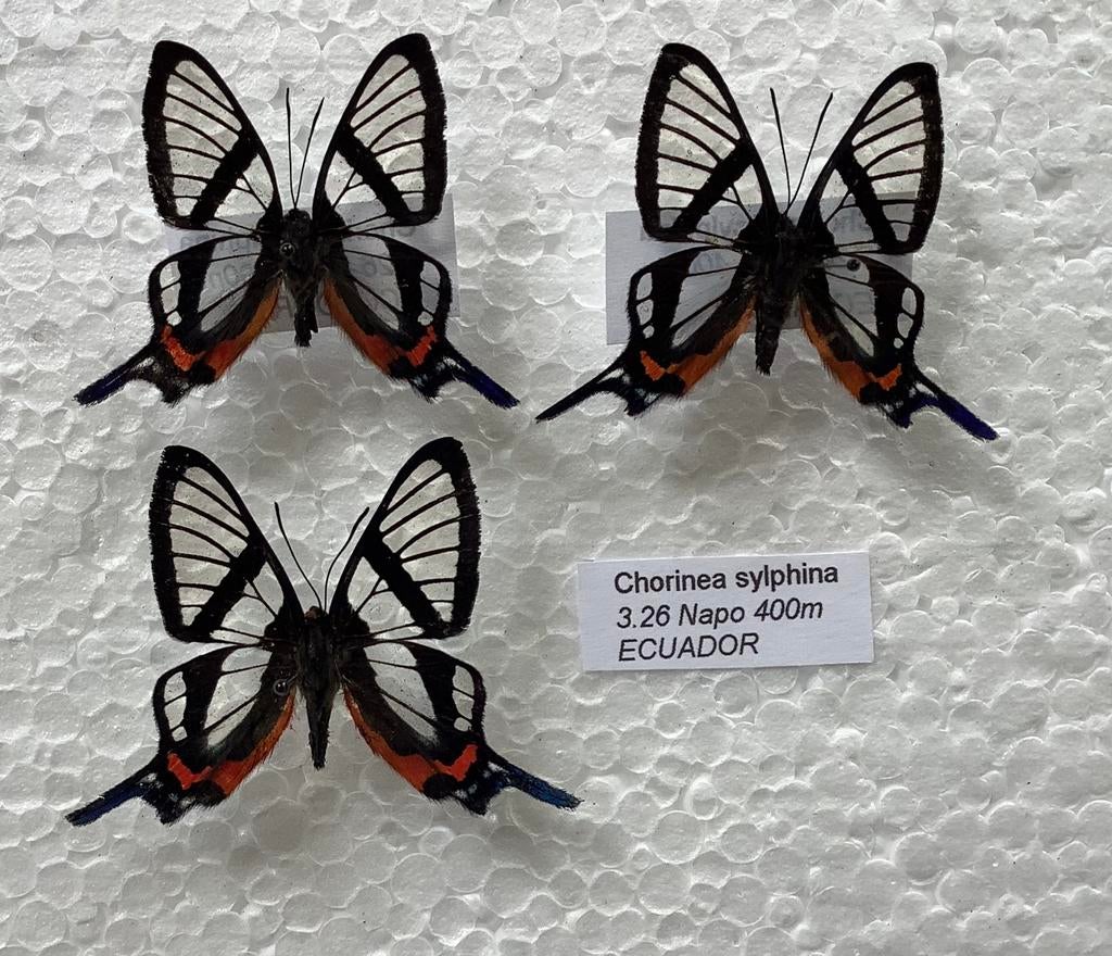 Chorinea sylphina, 9€/ specimen, Ophalen of Verzenden, Nieuw