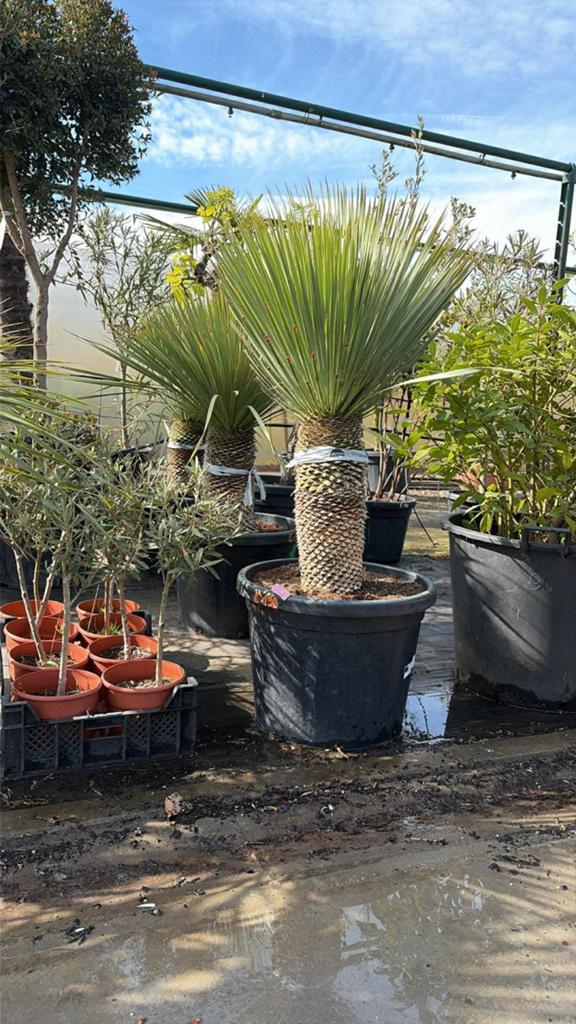 ‼️Yucca rostrata aan promoprijzen ‼️, Ophalen