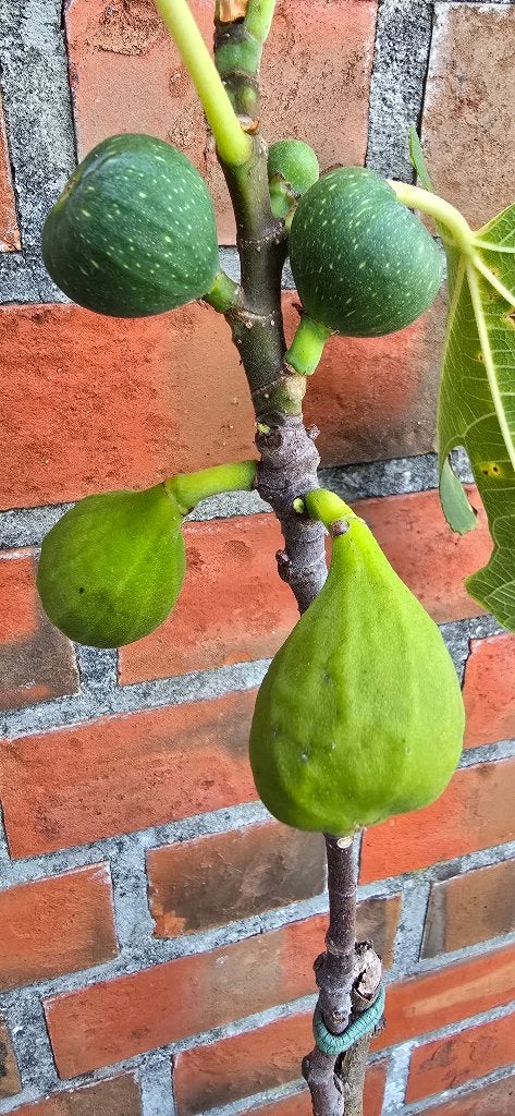 Figuier 'BROWN TURKEY' Ficus Carica 1v1, Jardin & Terrasse, Plantes | Arbres fruitiers, Figuier, En pot, Plein soleil, Moins de 100 cm