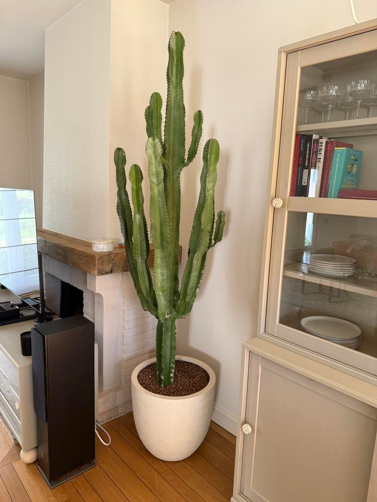 Euphorbia Erytrea Candelabrum cactus | 200 cm, Maison & Meubles, Plantes d'intérieur, Cactus, 150 à 200 cm, Enlèvement