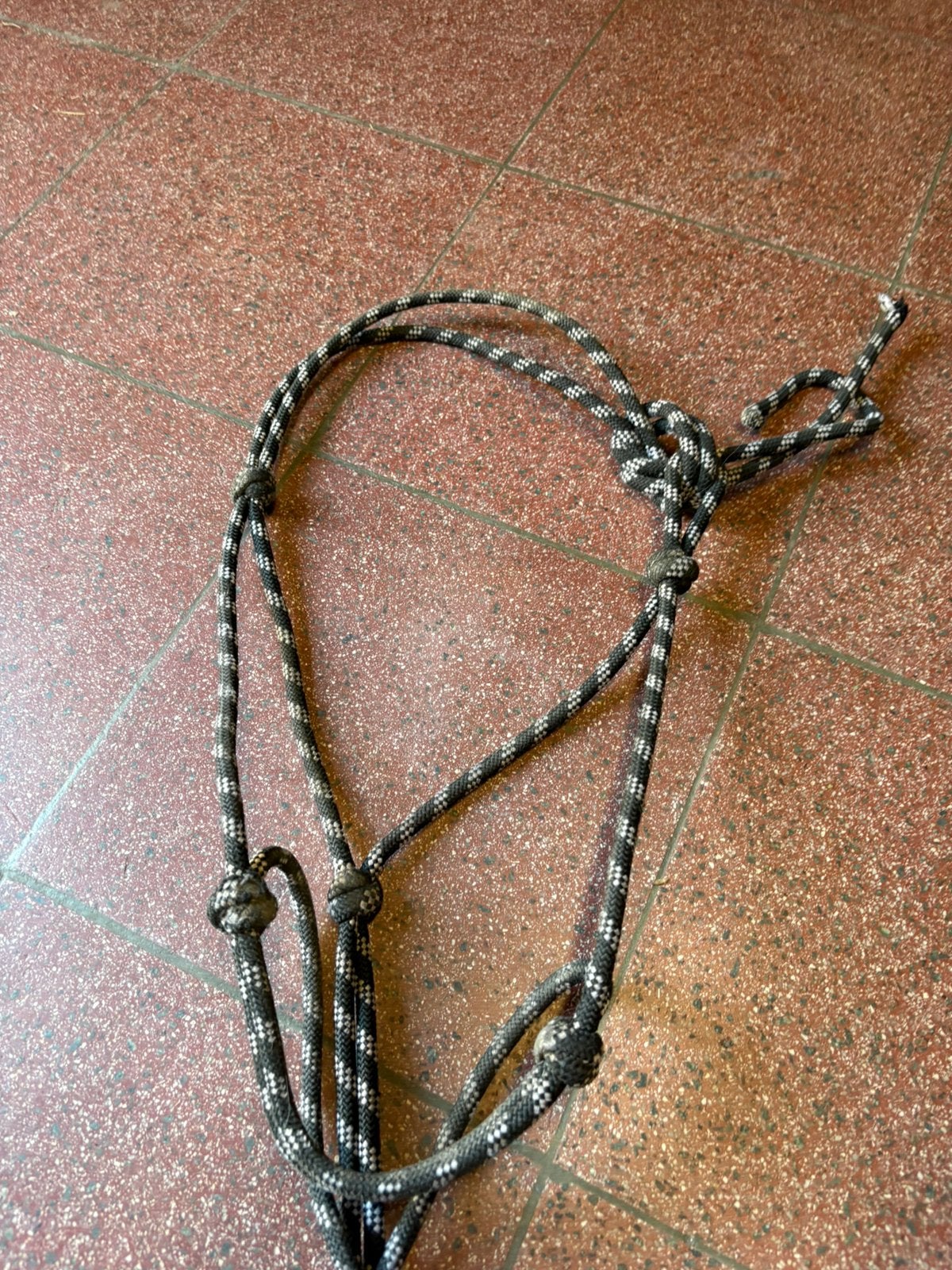 Verschillende paardenspullen!, Animaux & Accessoires, Rongeurs, Décembre, Domestique, Autres types, Sexe inconnu