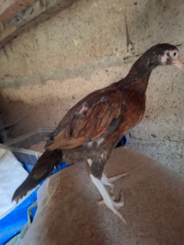 Shamo aseel.hen te koop, Dieren en Toebehoren, Pluimvee, Vrouwelijk, Kip