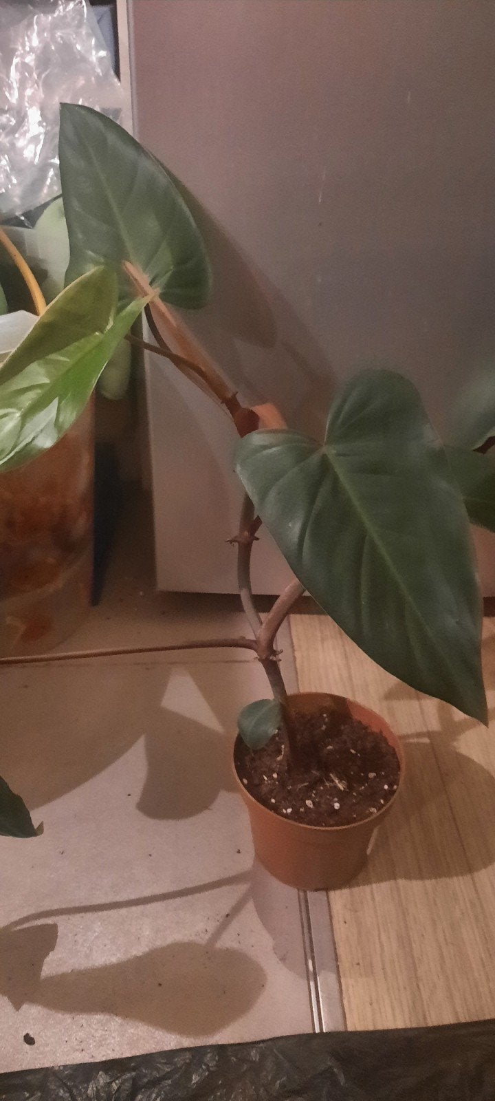 plante philodendron erubescens réd emerald, Huis en Inrichting, Ophalen, Overige soorten, Minder dan 100 cm, Bloeiende kamerplant