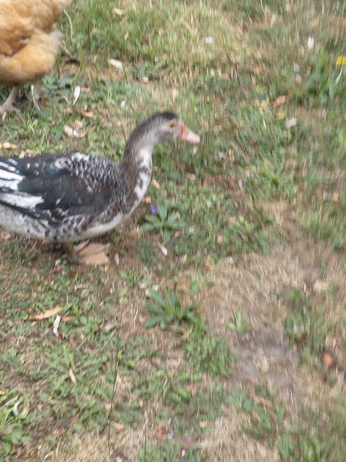 muskuseend jongen van dit jaar, Meerdere dieren, Eend