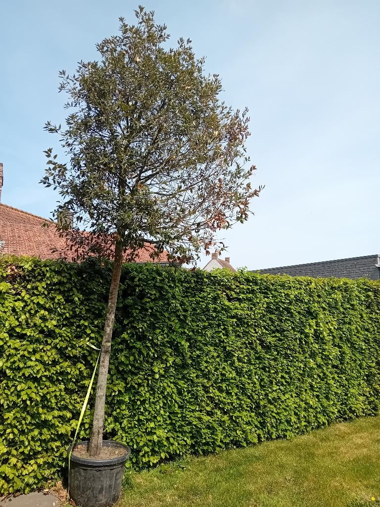 Steeneik Quercus ilex hoogstam, Tuin en Terras, Ophalen, In pot, Leiboom