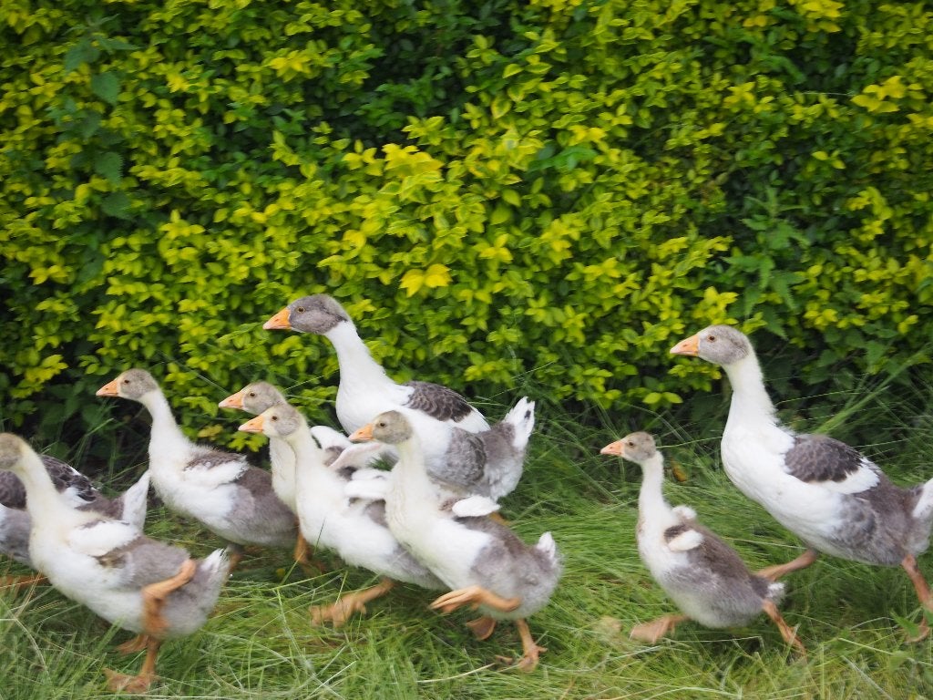 vlaamse ganzen