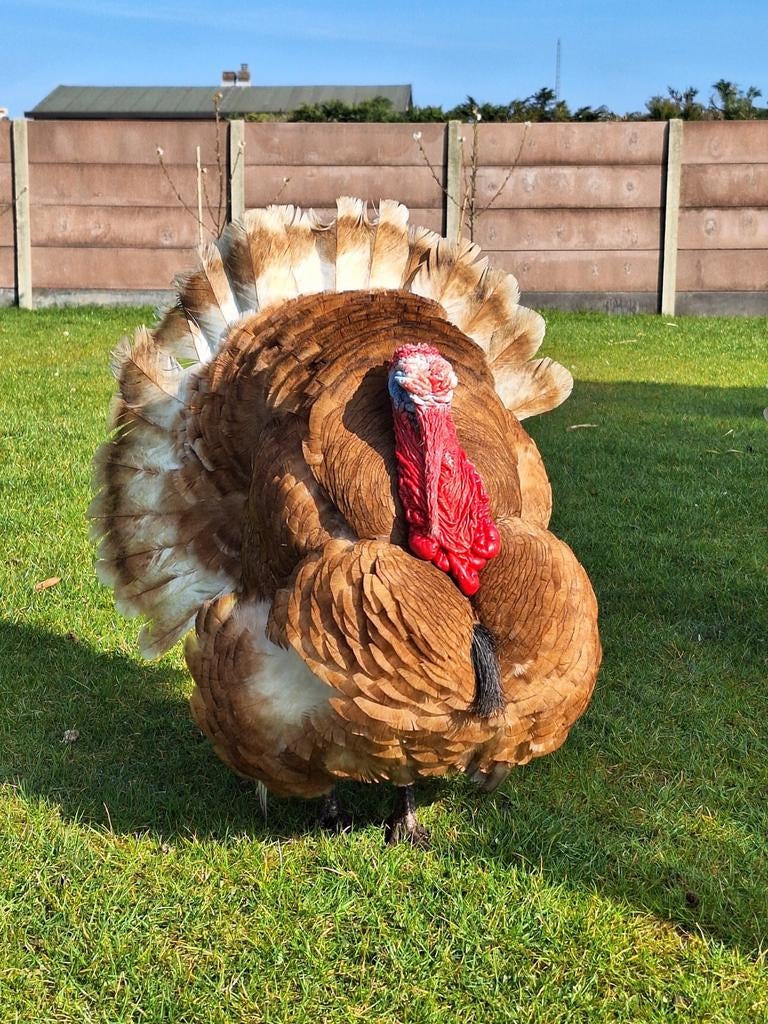 Broedeieren van ardenner kalkoenen. Verse eieren en worden d, Dieren en Toebehoren, Pluimvee