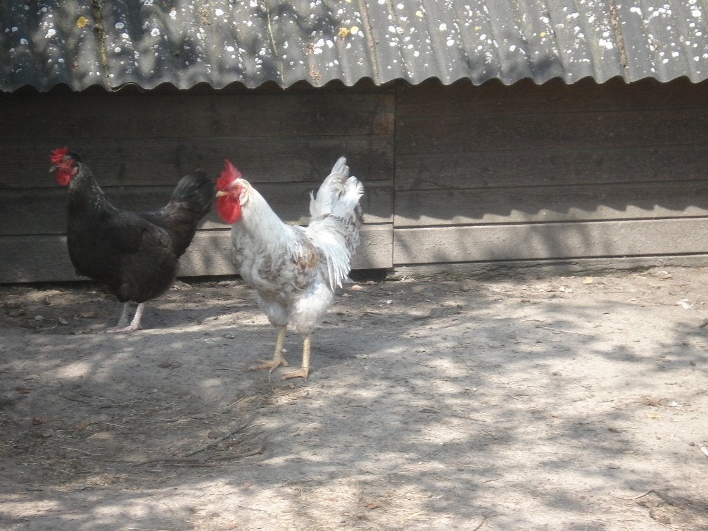 cream legbar haan, Dieren en Toebehoren, Mannelijk, Kip