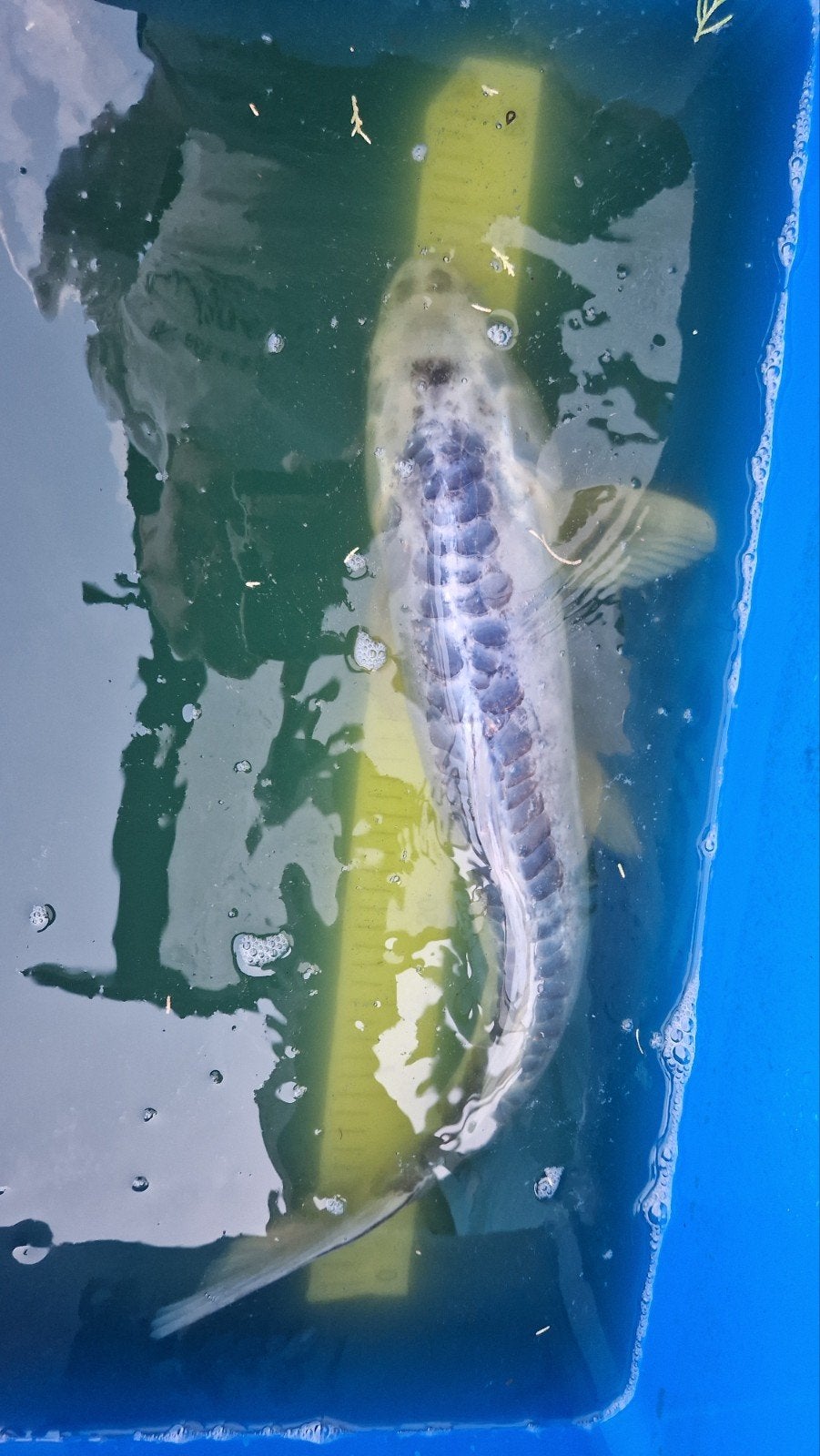 2x grote koi, Animaux & Accessoires, Poissons | Poissons d'étang