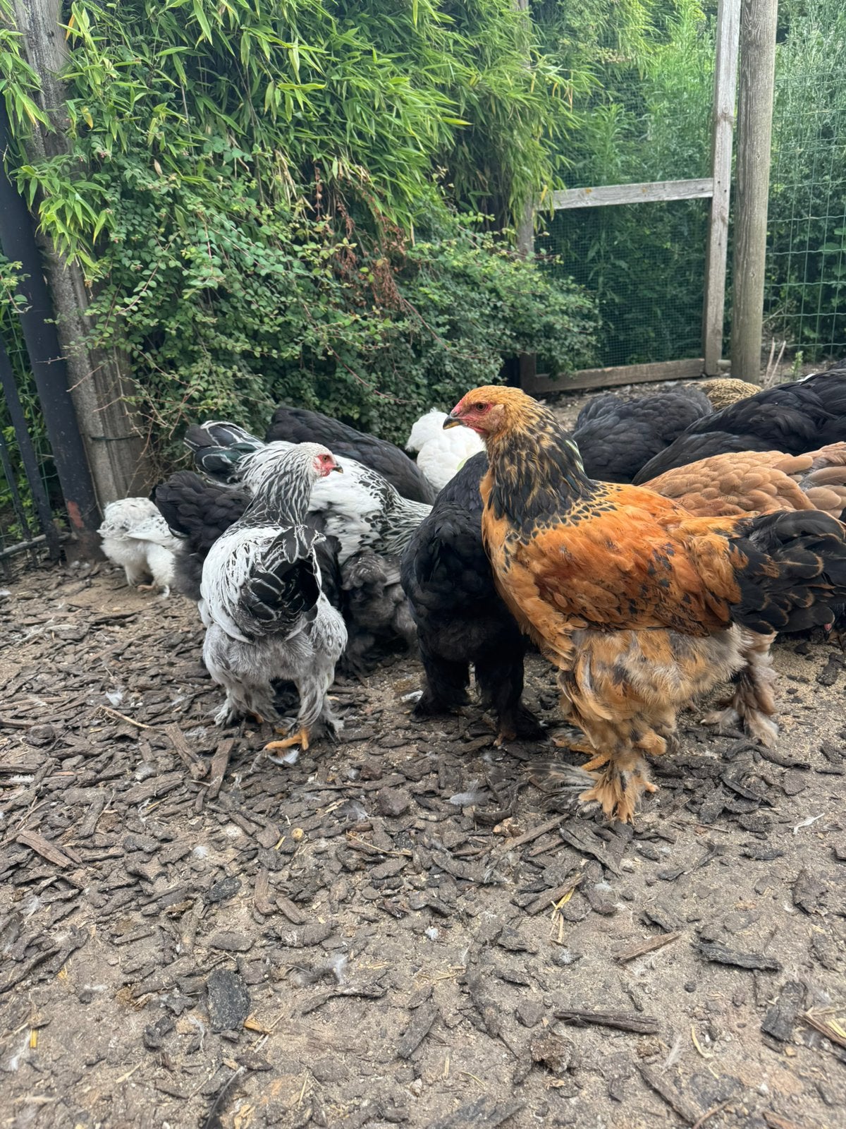 Brahma hennen, Dieren en Toebehoren, Kip