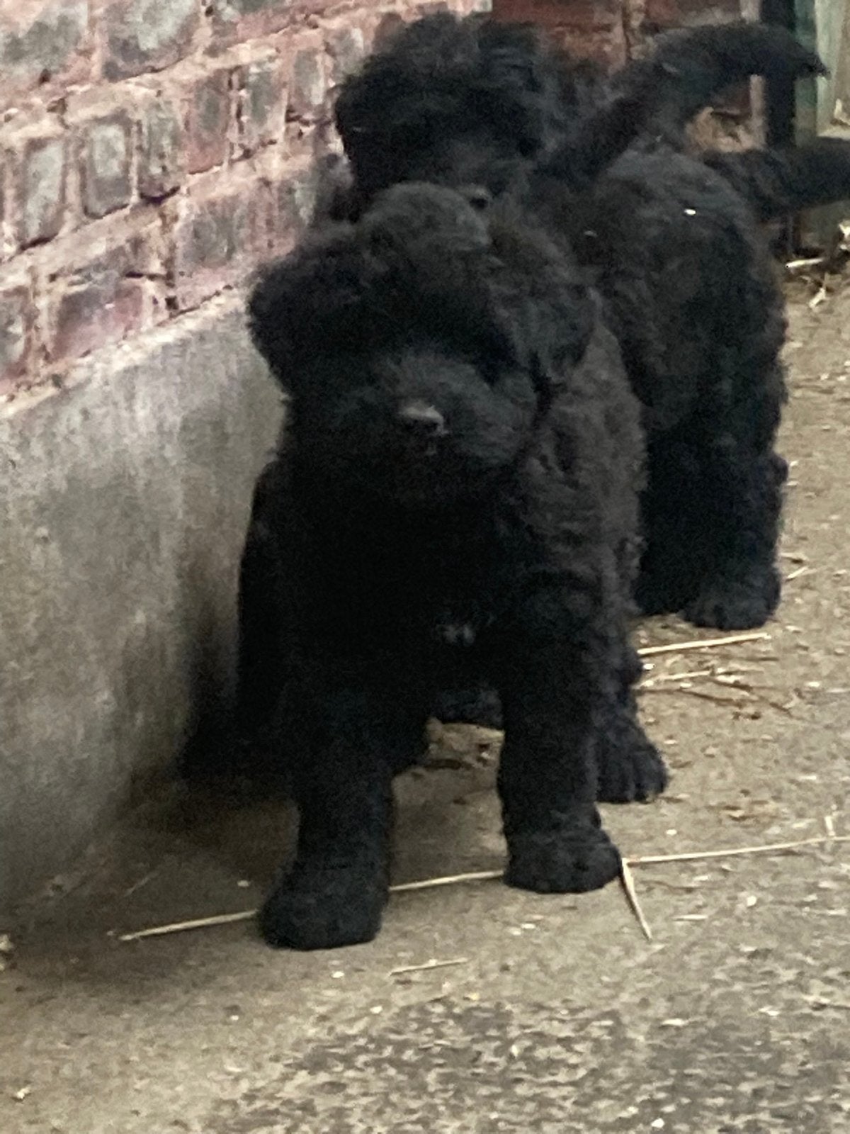 Bouvier des flandres, Dieren en Toebehoren, Bouvier, België, Fokker | Hobbymatig, Reu