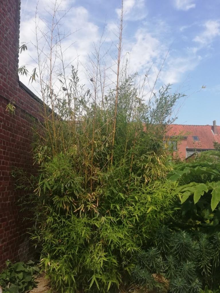 Bamboe – kan niet ontbreken in een tropische tuin, Tuin en Terras, Ophalen