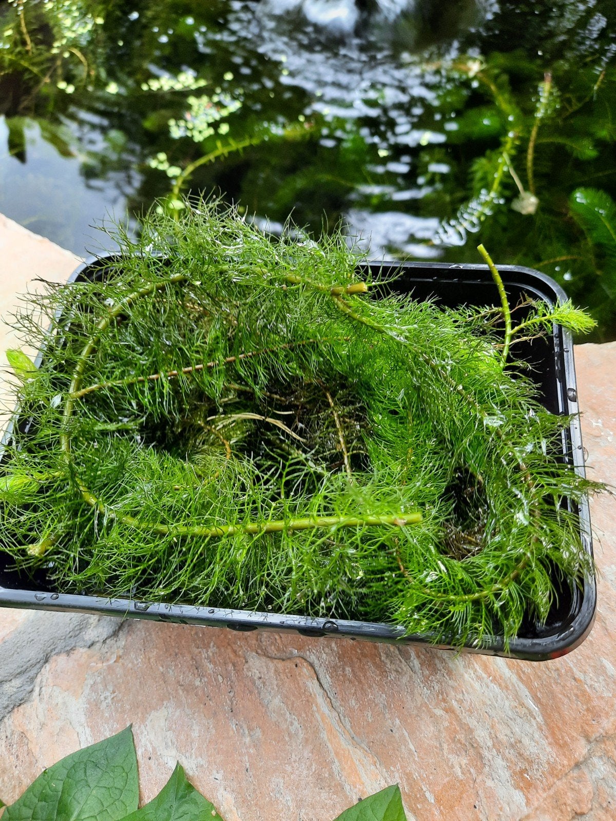 Zuurstofplant voor de vijver, Tuin en Terras, Ophalen