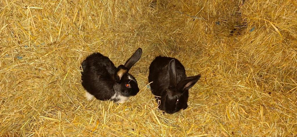 Lapins a engraisser