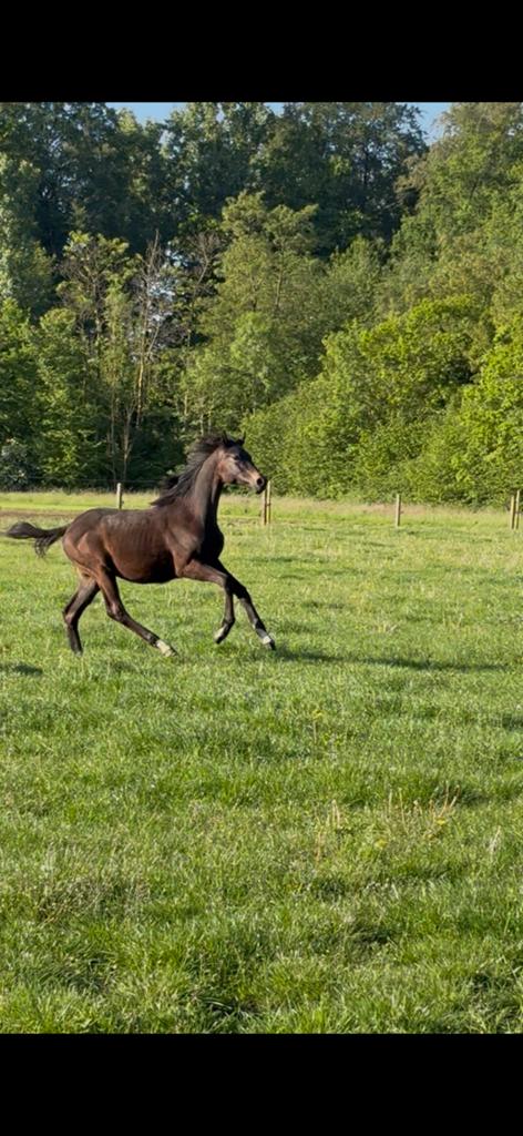 Mclaren x Bretton woods geb. 2025, Dieren en Toebehoren, Paarden, Hengst, Niet van toepassing, 0 tot 2 jaar, Dressuurpaard, Ontwormd