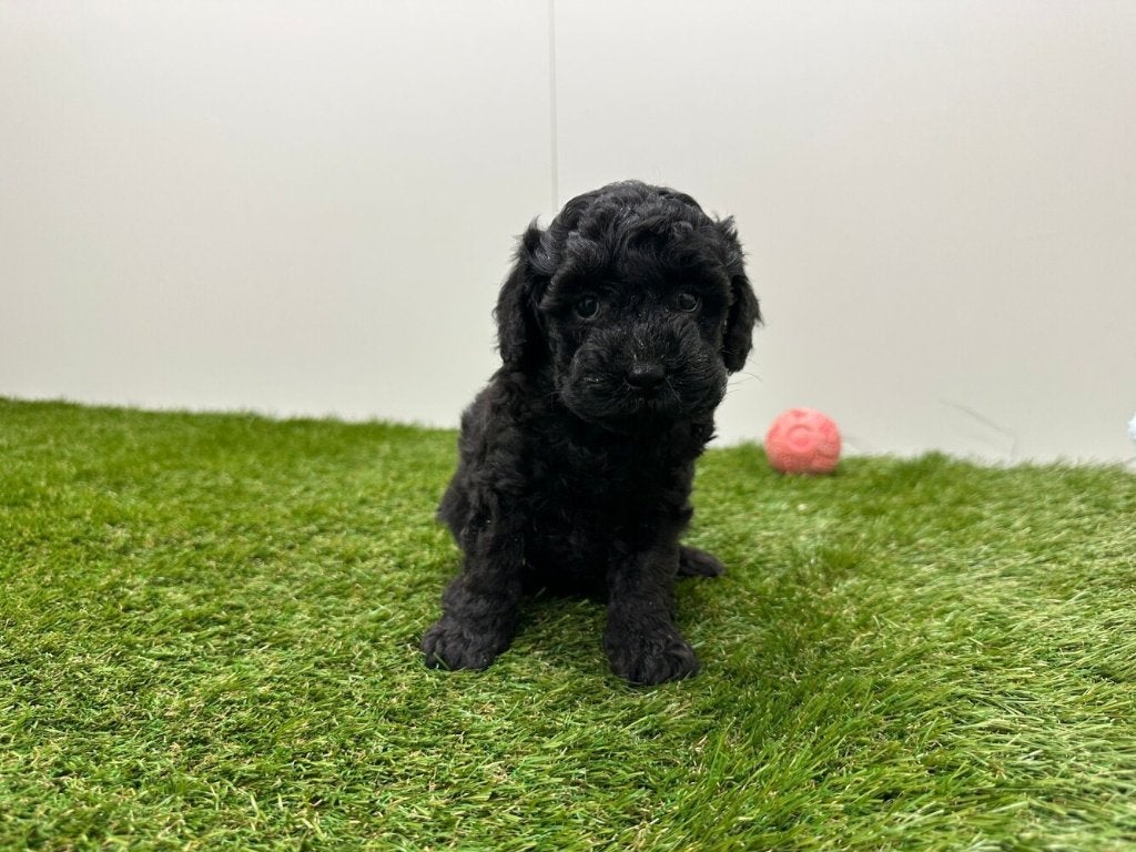 Nestje Dwergpoedel pups, Poedel, Parvo, België, 8 tot 15 weken