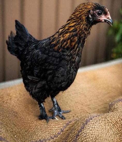 Marans kuiken 1 week