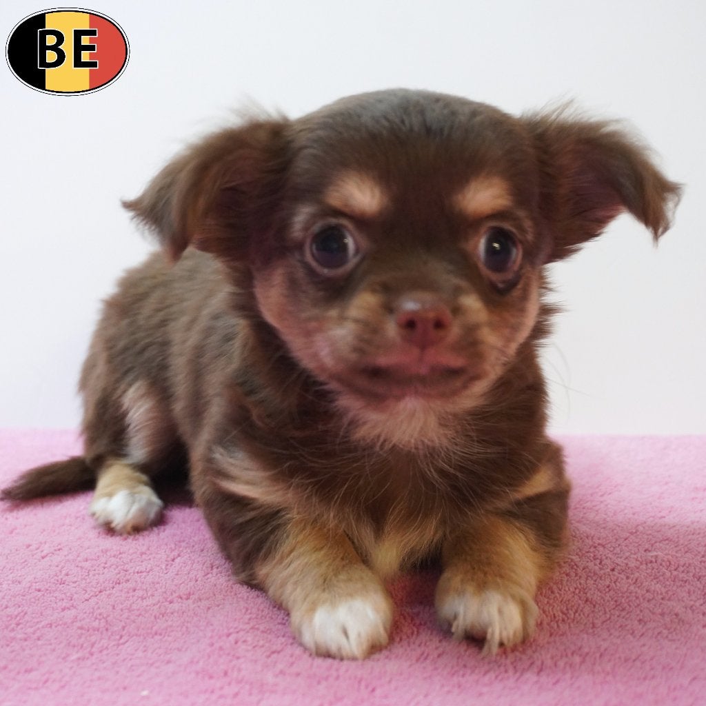 Magnifique chiots Chihuahua à poil long, nés en Belgique, Commerçant, Maladie de Carré (chiens), 8 à 15 semaines, Plusieurs