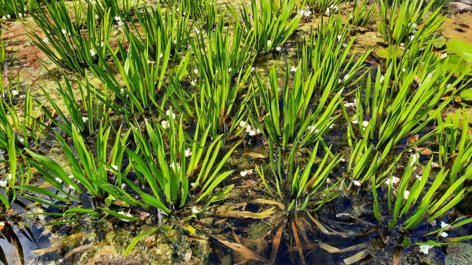 Krabbescheer - Stratoides alloides, Tuin en Terras, Ophalen, Nieuw
