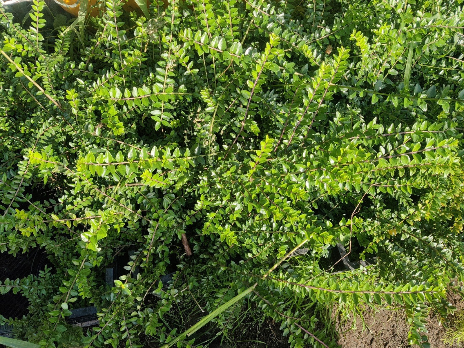 Lonicera nitida maigrun, Ophalen