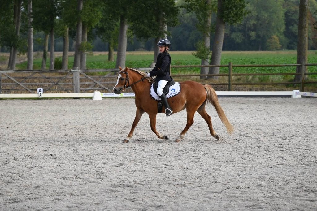 Lieve Welsh sectie A merrie, Dieren en Toebehoren, Merrie, Dressuurpony, 3 tot 6 jaar, B pony (1.17m tot 1.27m)