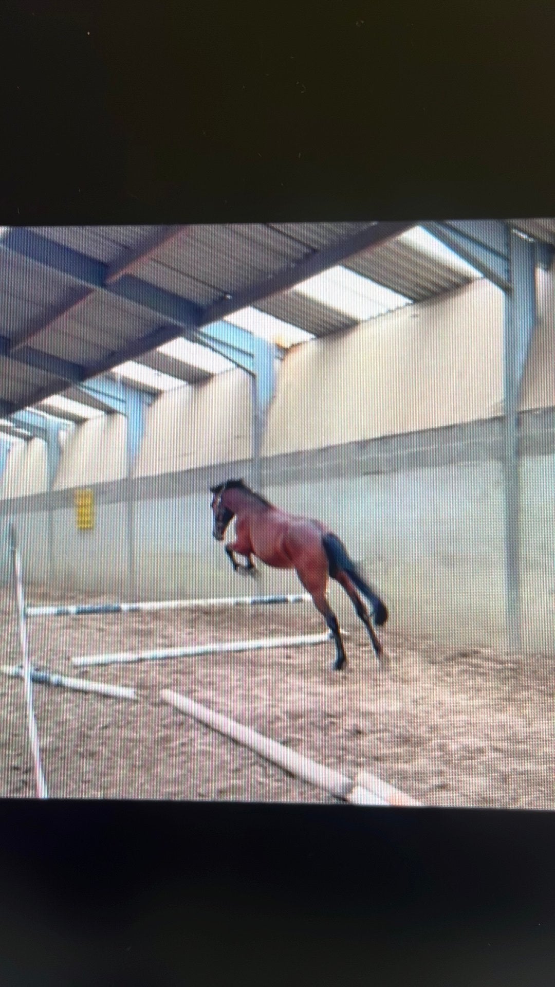 Eerlijke jonge pony met kwaliteiten, Vermifugé, Hongre, Débourré, Poney de saut