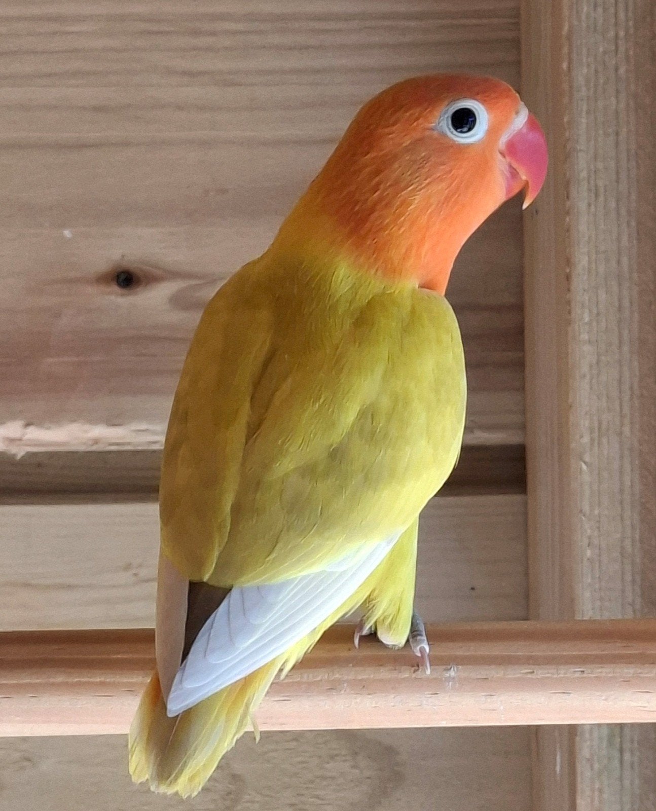 Agapornis fisherie, Dieren en Toebehoren, Vogels | Parkieten en Papegaaien, Mannelijk, Dwergpapegaai of Agapornis, Geringd