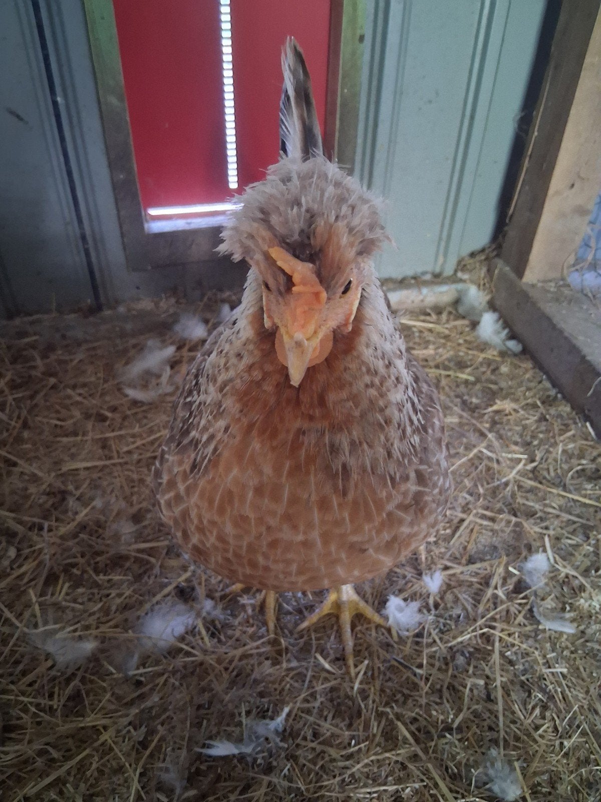 super tamme cream legbar hen, Dieren en Toebehoren, Pluimvee, Vrouwelijk, Kip