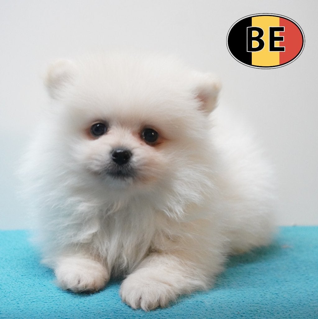Keesjes pups te koop – Wolkjes van zachtheid!, Dieren en Toebehoren, Parvo, België, Keeshond, Handelaar