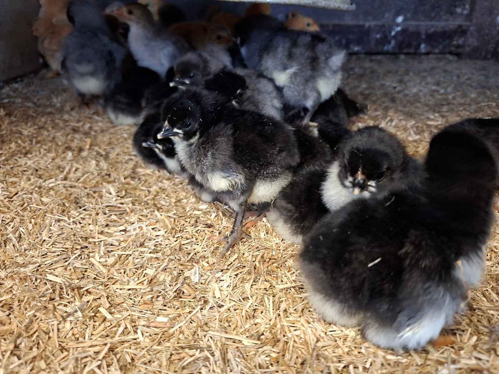 Kuikens australorp