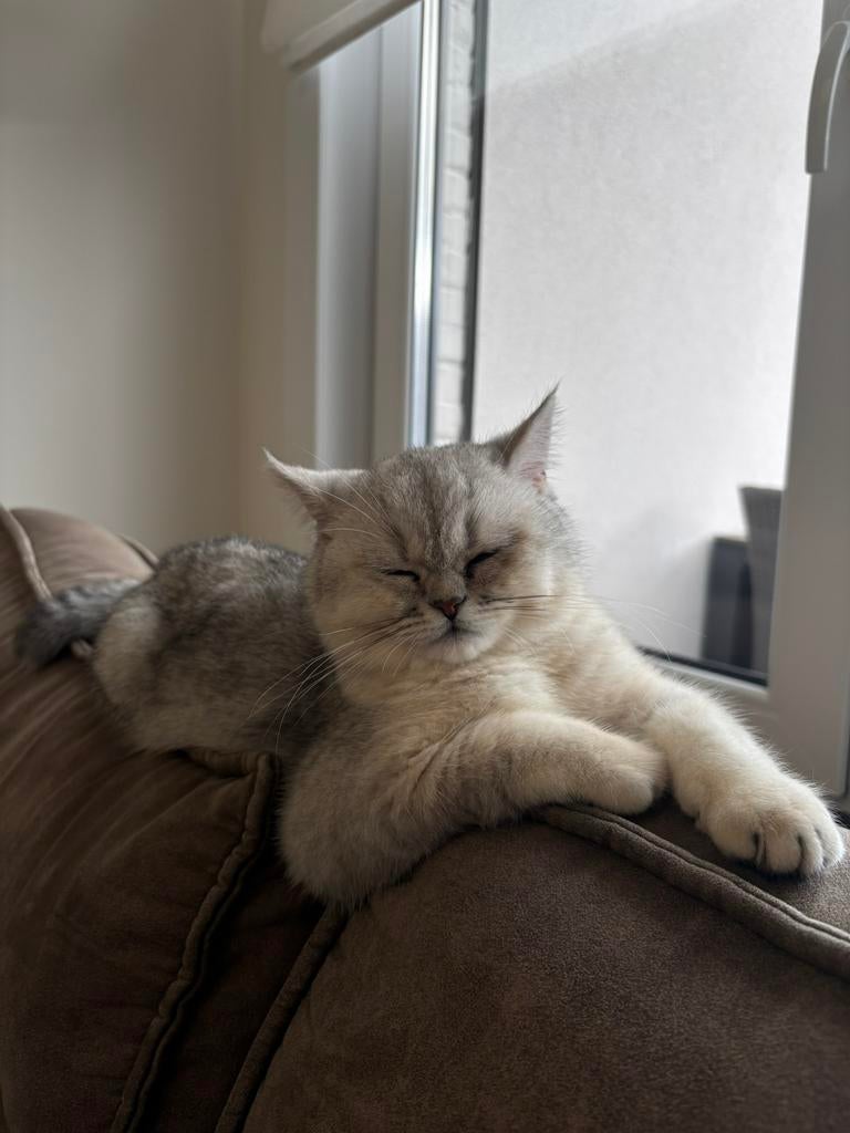 Brits korthaar DE KATER, Kater, Met stamboom, 0 tot 2 jaar