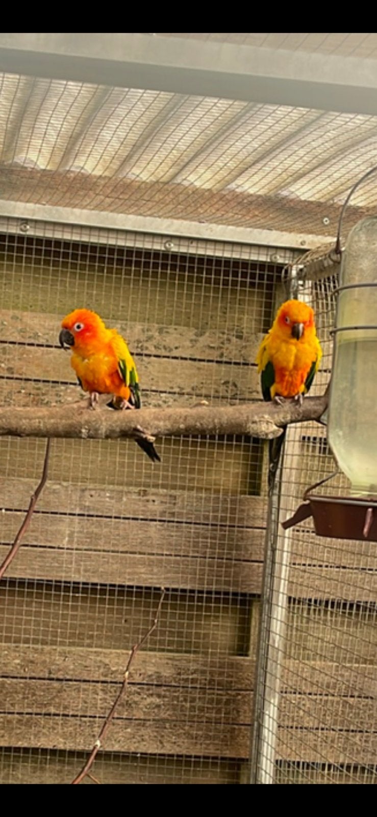Koppel zonparkieten, Meerdere dieren, Parkiet, Geringd
